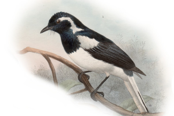 Dull Flycatcher