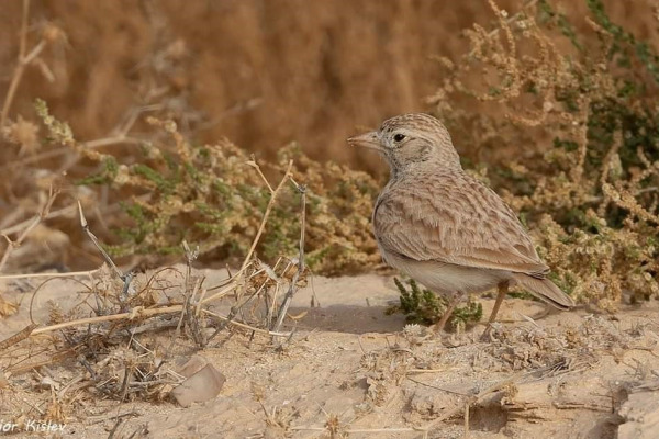 Dune Lark