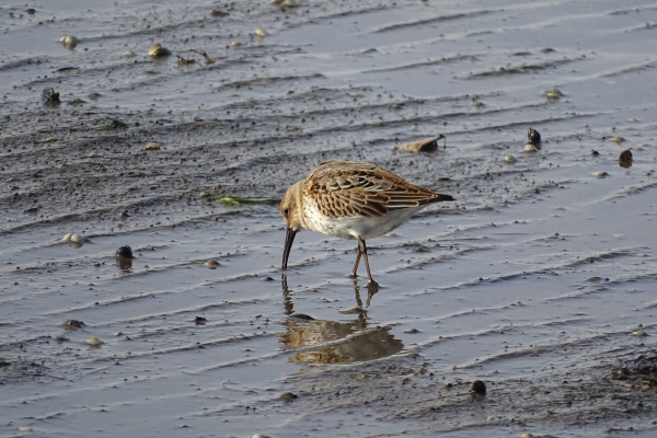 Dunlin