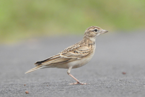 Dunn's Lark