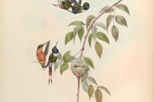 Dupont's Lark
