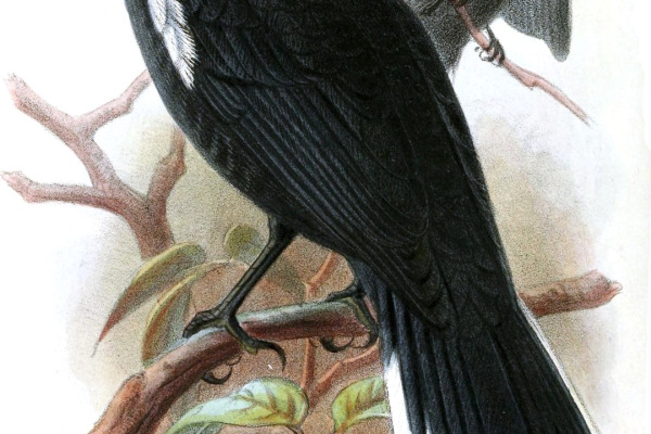 Dusky Antbird