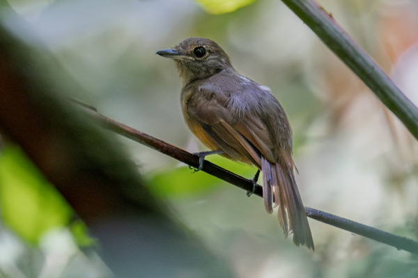 Dusky Antbird