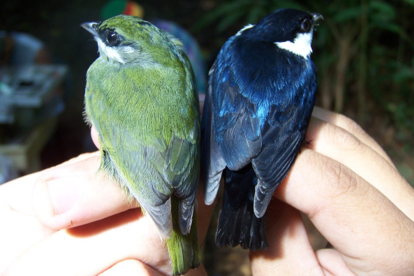 Dusky-capped Flycatcher