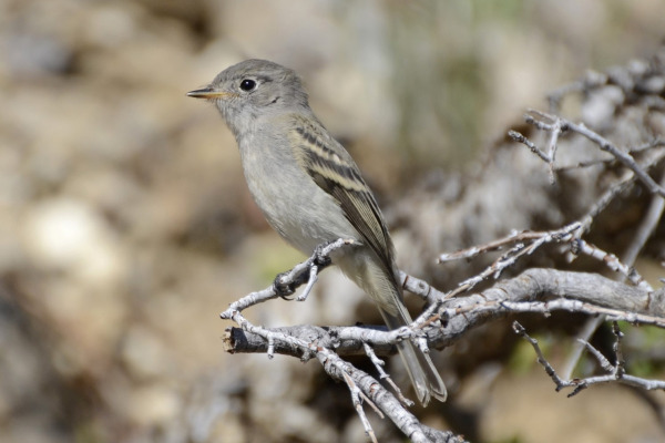 Dusky Flycatcher