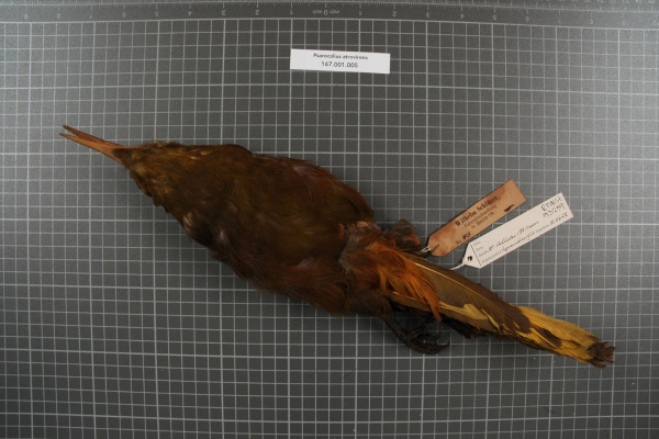 Dusky-green Oropendola