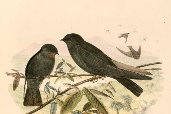 Dusky-green Swallow
