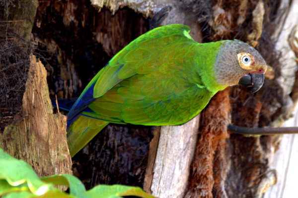 Dusky-headed Parakeet
