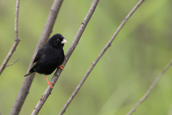 Dusky Indigobird
