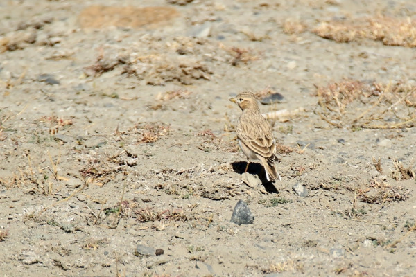 Dusky Lark