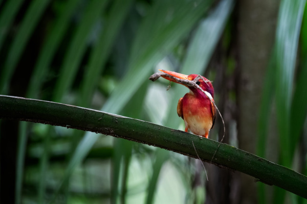 Dusky Lory