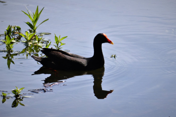 Dusky Moorhen