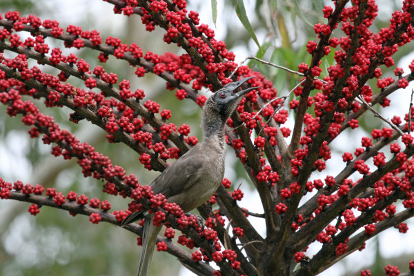 Dusky Myzomela