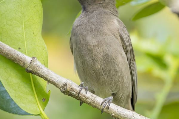 Dusky Myzomela