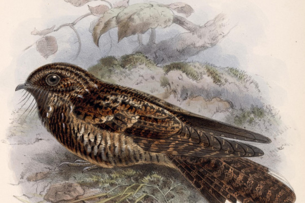 Dusky Nightjar
