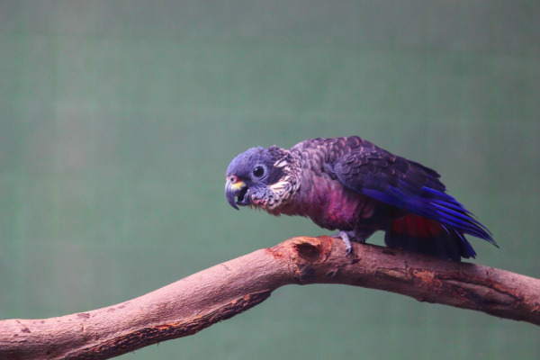 Dusky Parrot