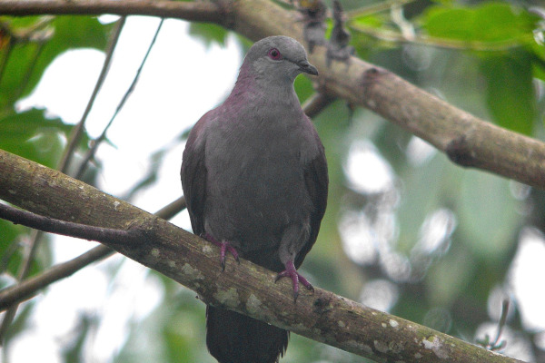 Dusky Pigeon