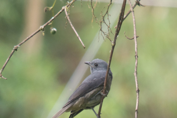 Dusky Piha
