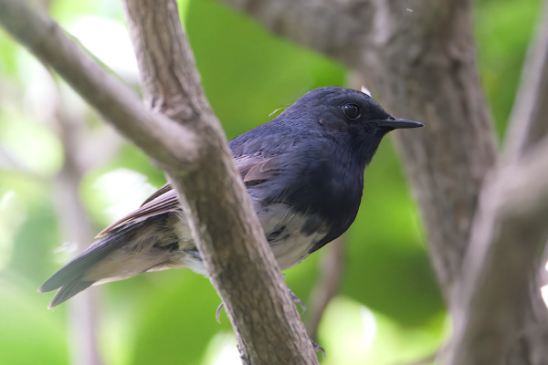 Dusky Robin