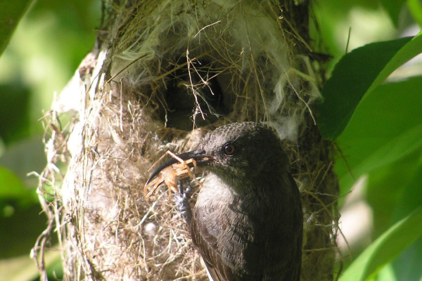 Dusky Sunbird
