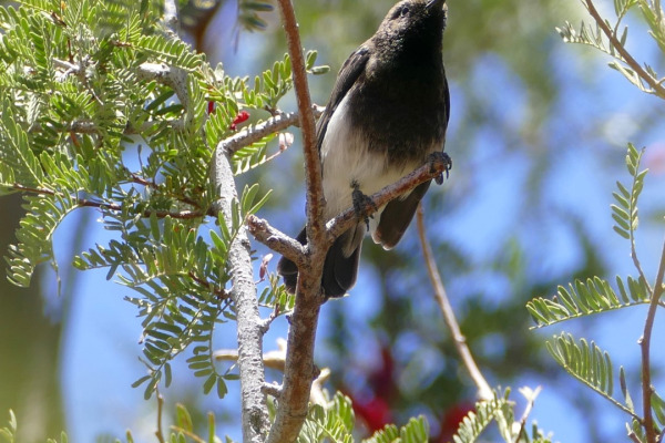 Dusky Sunbird