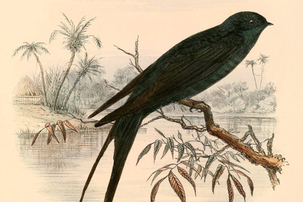 Dusky Swift