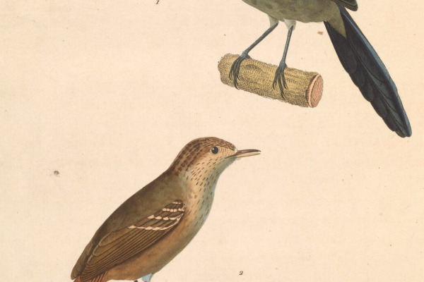 Dusky-tailed Antbird