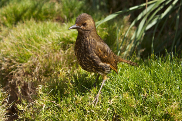 Dusky Thrush