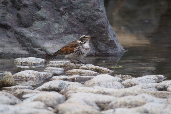 Dusky Thrush