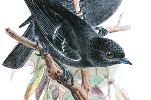 Dusky Tit