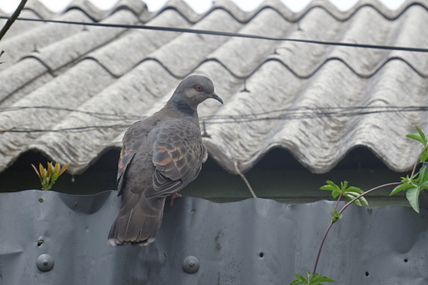 Dusky Turtle Dove