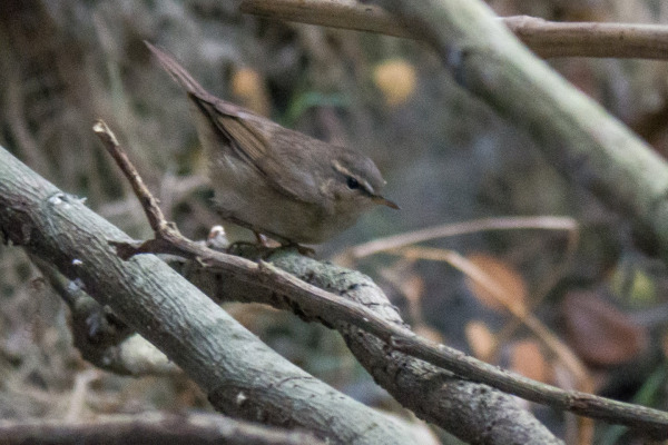 Dusky Warbler