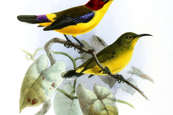 Duyvenbode's Sunbird