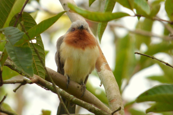 Dwarf Cuckoo