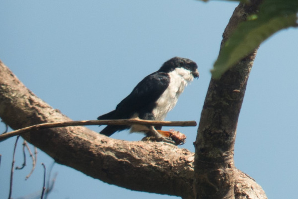 Dwarf Falcon