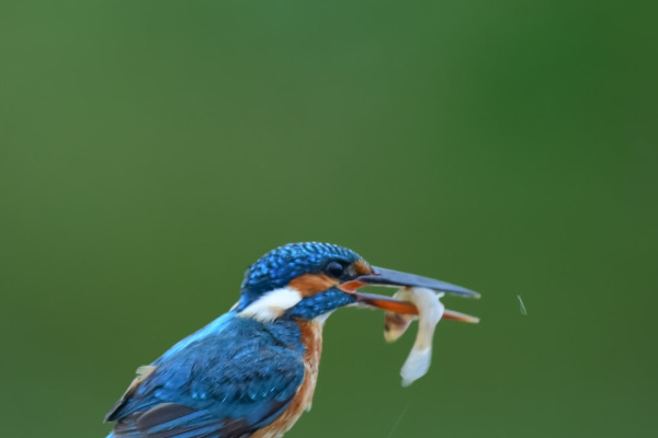 Dwarf Kingfisher