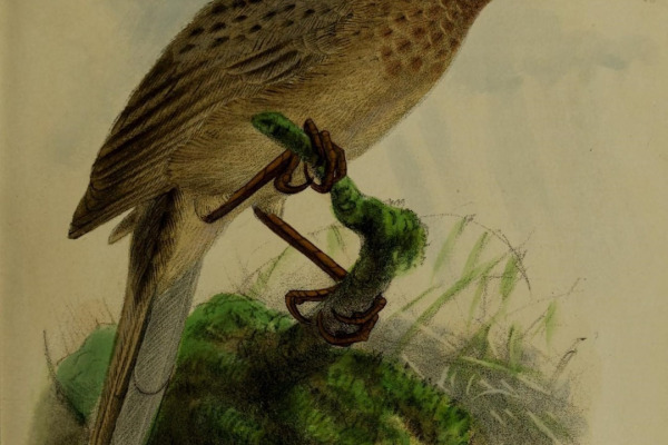 Earle's Warbler