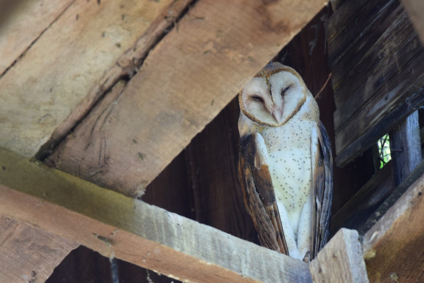 Eastern Barn Owl