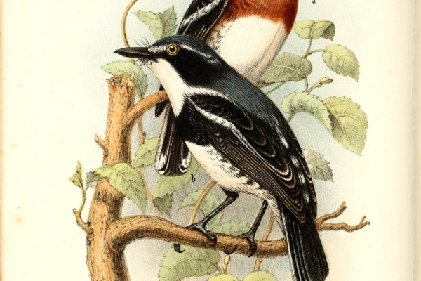 Eastern Black-headed Batis