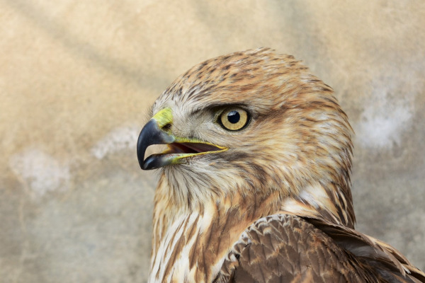 Eastern Buzzard