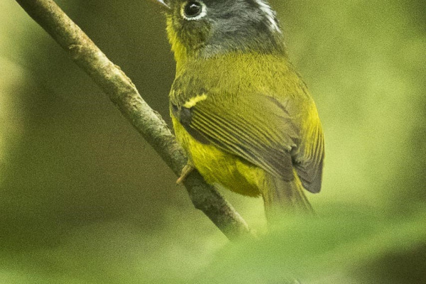 Eastern Crowned Warbler