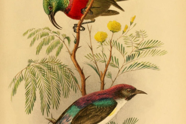 Eastern Double-collared Sunbird