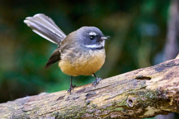 Eastern Fantail