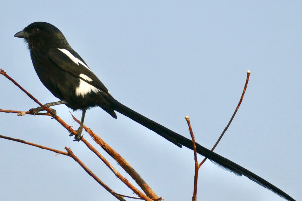 Eastern Grey Shrike