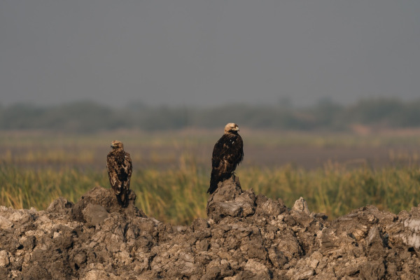 Eastern Imperial Eagle