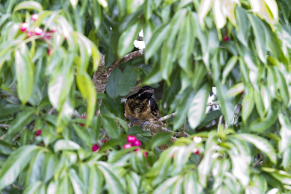 Eastern Koel