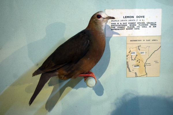 Eastern Lemon Dove