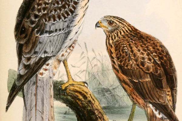 Eastern Marsh Harrier