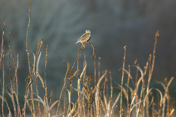 Eastern Meadowlark