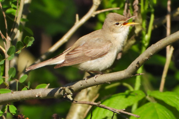 Eastern Olivaceous Warbler